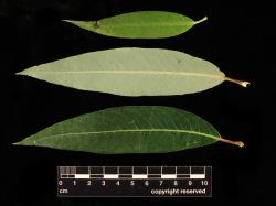 Salix lasiandra subsp. lasiandra. Leaves showing lower surface (middle) and upper surfaces. Image: D. Glenny © Landcare Research 2020 CC BY 4.0